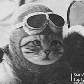 二战中被德军装扮的猫